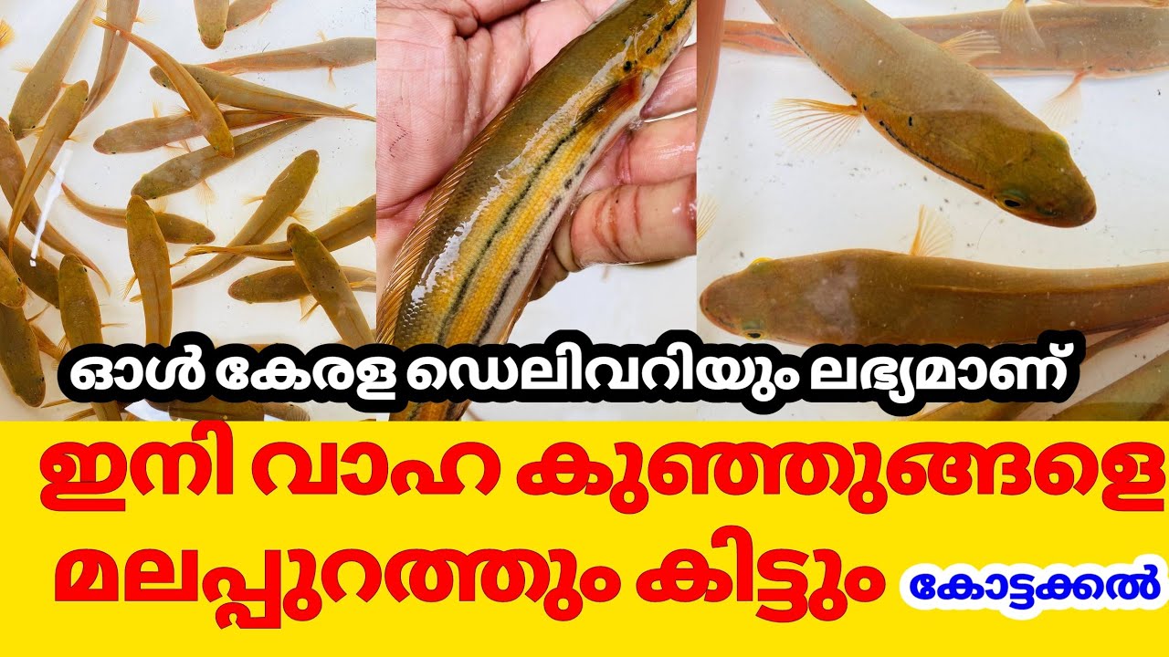 വാഹ കുഞ്ഞുങ്ങളെ ഇനി മലപ്പുറം കോട്ടക്കലിലും കിട്ടും|vaha seeds available in kottakkal|Root farmer