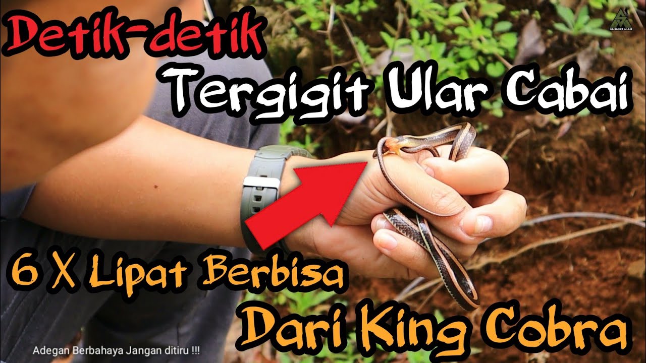 TERGIGIT ULAR CABAI KECIL!! 6X lipat Berbisa Dari KING COBRA! Taringnya sampai tembus!