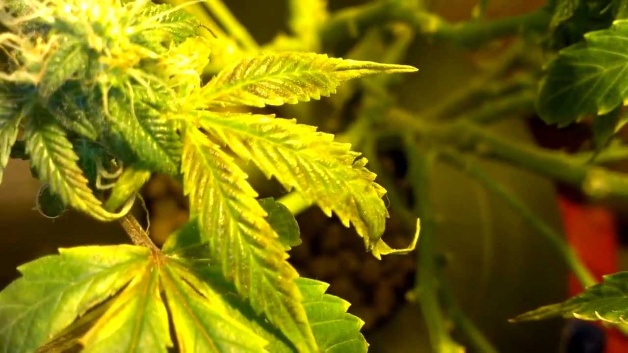 GanjaGramma's Medical Marijuana Patient Grow Day 32 in Flower