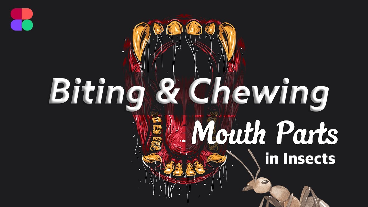Insect Mouthparts | Biting and Chewing Type | Animated