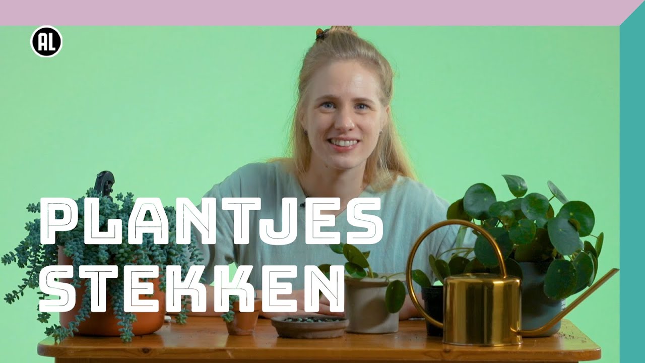 Plantjes stekken | Doe Het Zelf