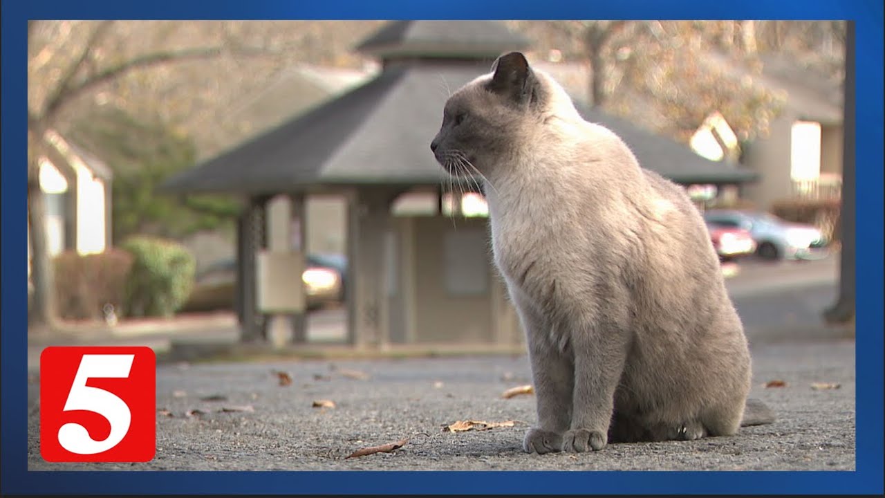 She cared for stray cats outside her Bellevue apartment. Now she's got to find a new home