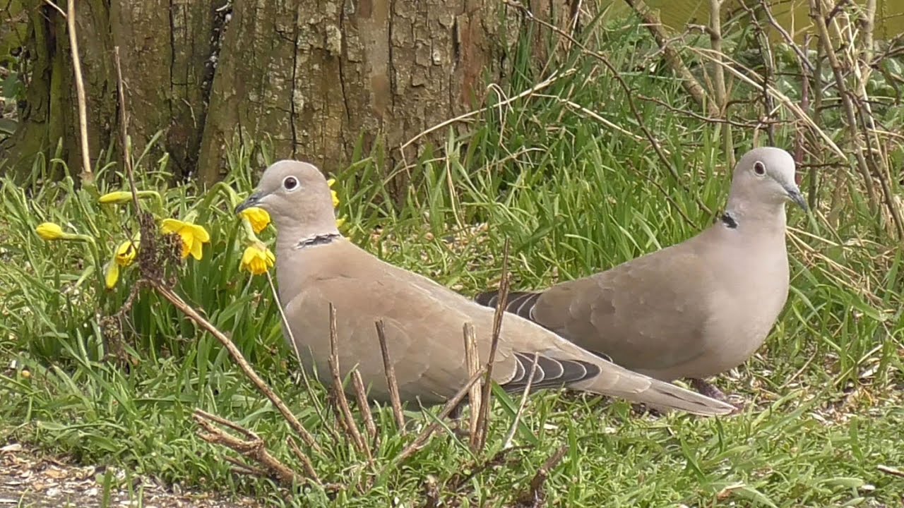 Eurasian Collared Dove