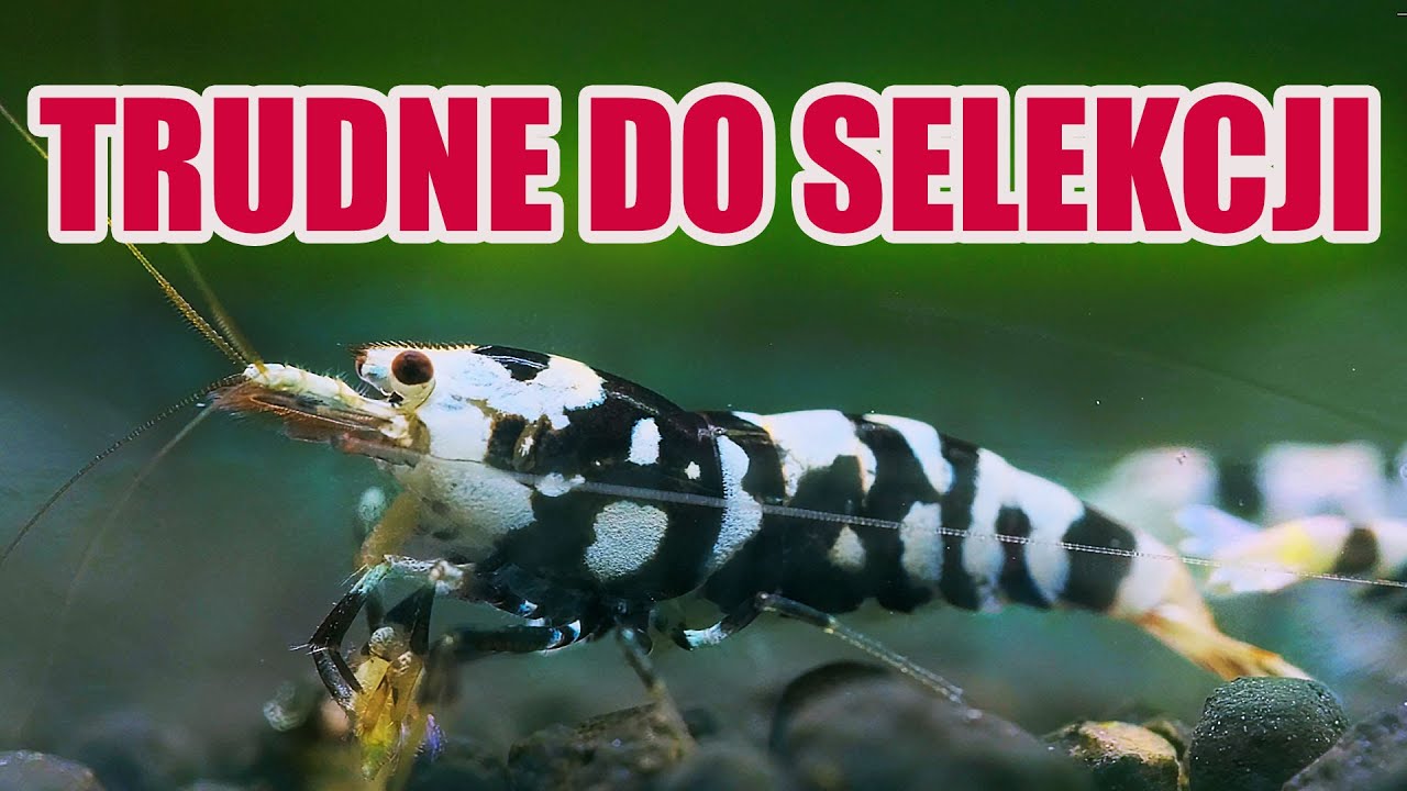 JAK SELEKCJONOWAĆ KREWETKI BLACK FANCY TIGER?