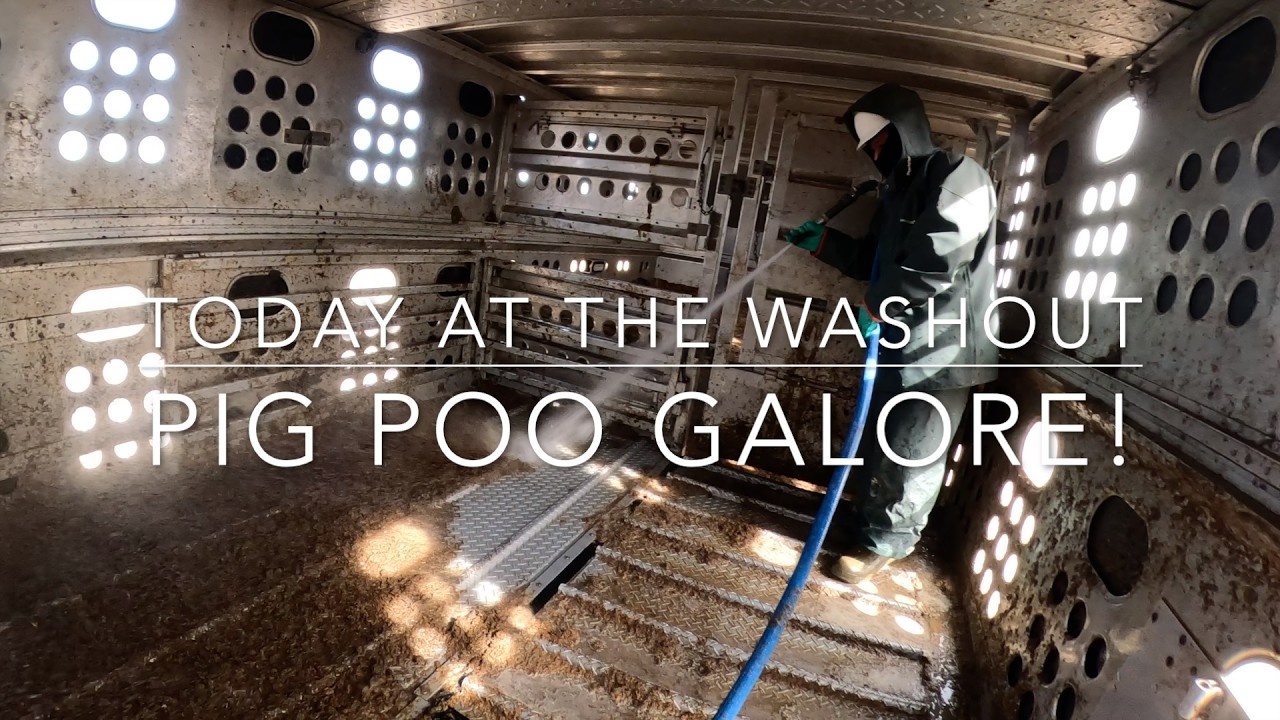 Pig poo galore! (Cattle Washout ASMR Ep. 24)