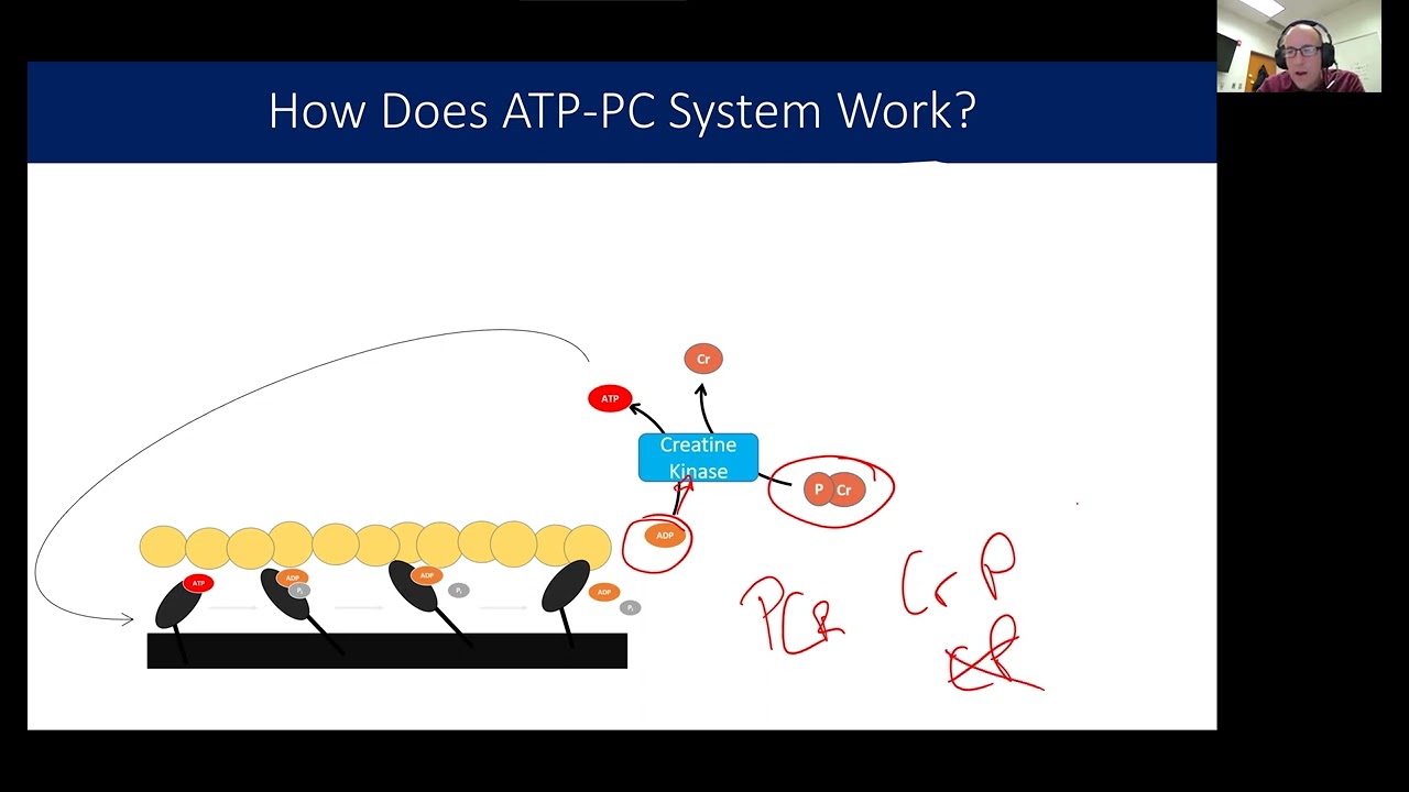 How does phosphagen system work?