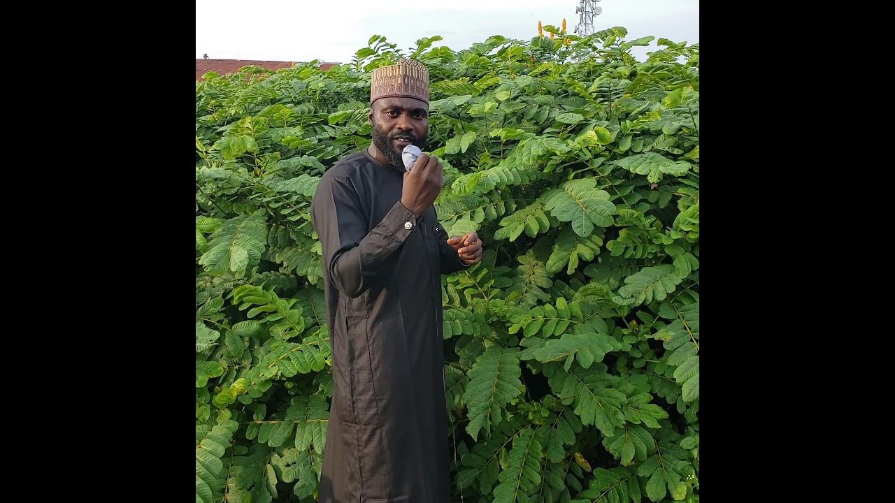 Ewe ajarere/kosiyato larin awon adifa, ateyepe, babalawo ni gbogbo won  !Tel:08033537107