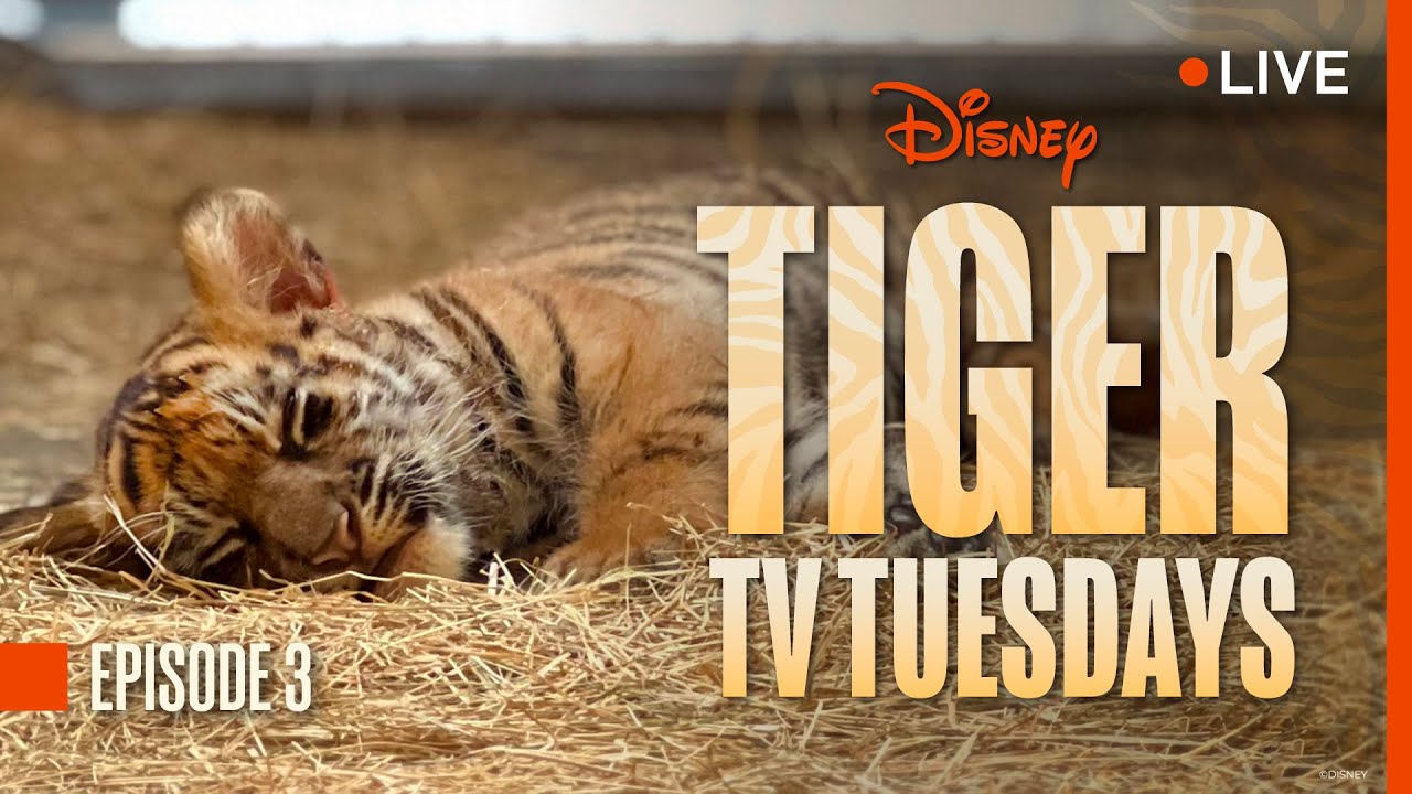 Tiger Tuesday Live! Watch Bakso & Mom&rsquo;s Third Week at Disney&rsquo;s Animal Kingdom