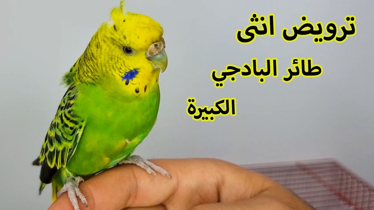 سر ترويض انثى طائر البادجي الكورك الكبيرة بدون تجويع و لا قص اجنحة