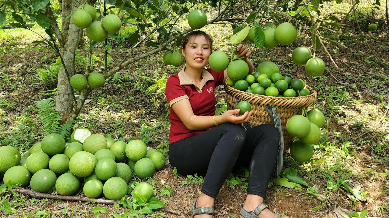 Harvest lemons and grapefruits to bring to the market _ dining table design | Chuc Thi Duong