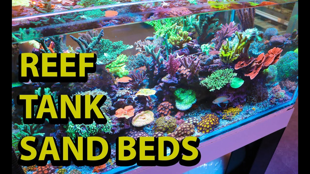 Reef Tank Sand Beds