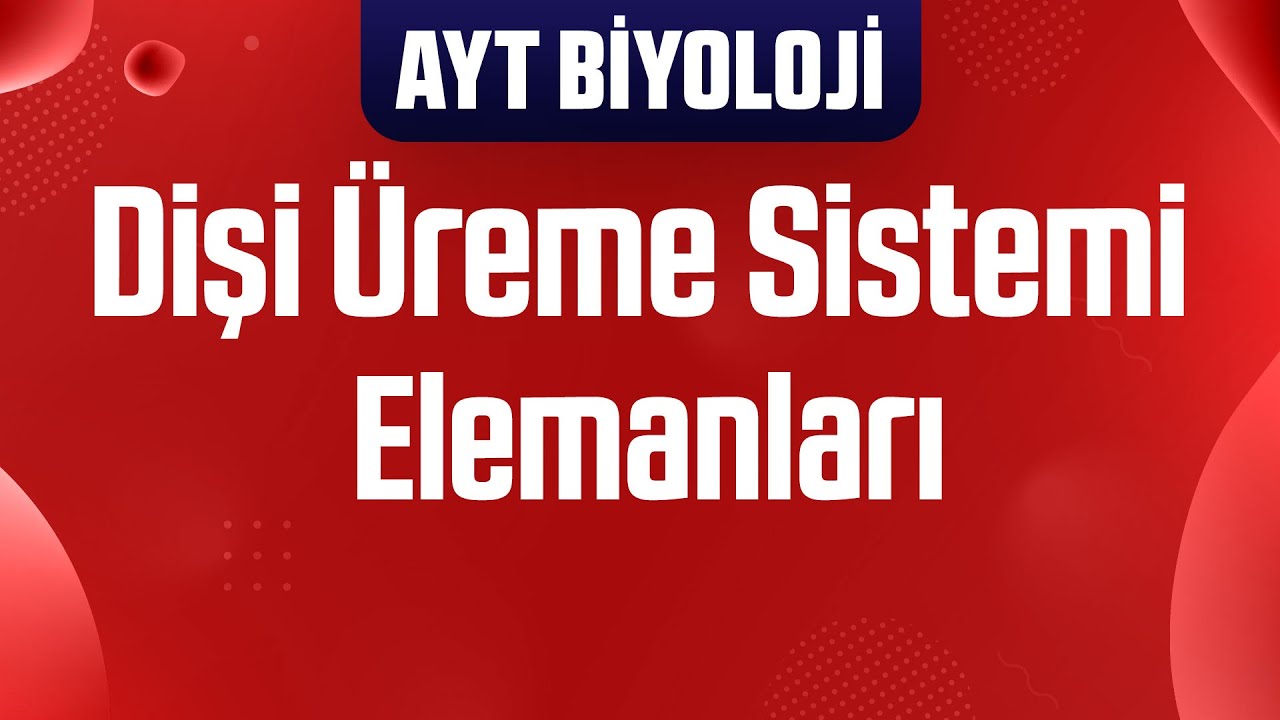 29) Dişi Üreme Sistemi Elemanları
