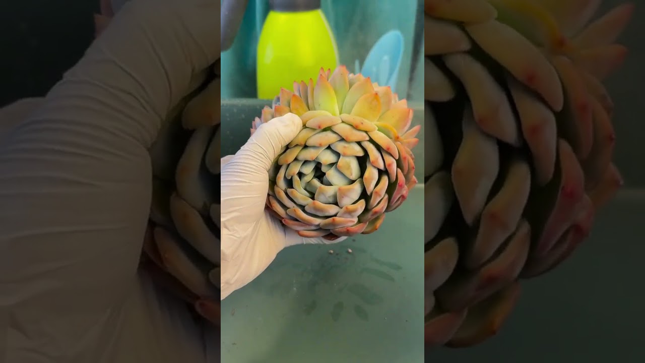 How Pot Size Impacts Indoor Succulent Development