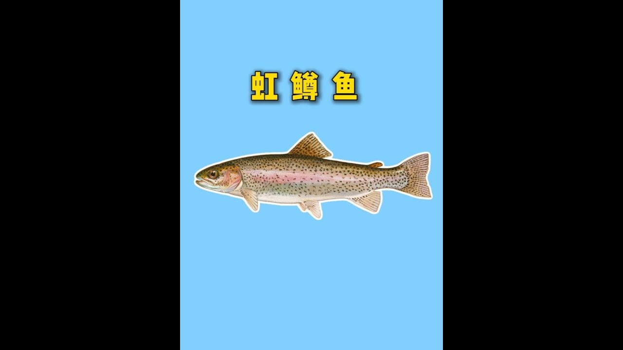 “水中人参”虹鳟鱼，现已混入黄河上游？它是一种怎样的鱼？ #抖音知识年终大赏 #内容启发搜索 #虹鳟鱼 #黄河 #知识分享