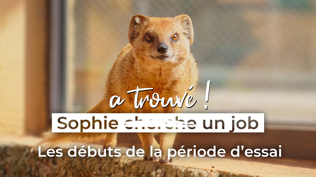 Les débuts de la période d'essai