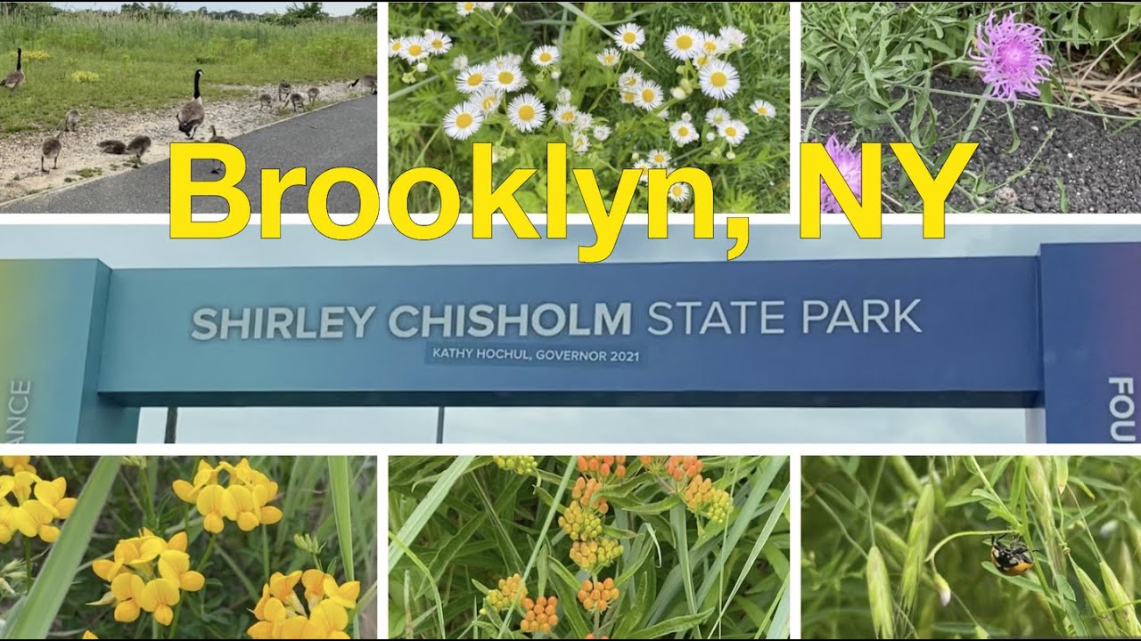 🇺🇸New York《Brooklyn🌸🌼🦆Shirley Chisholm State Park》