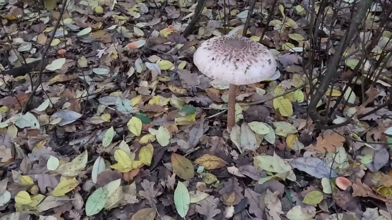 Pilzjagd im Knipprather Wald ??? 2025 10 28