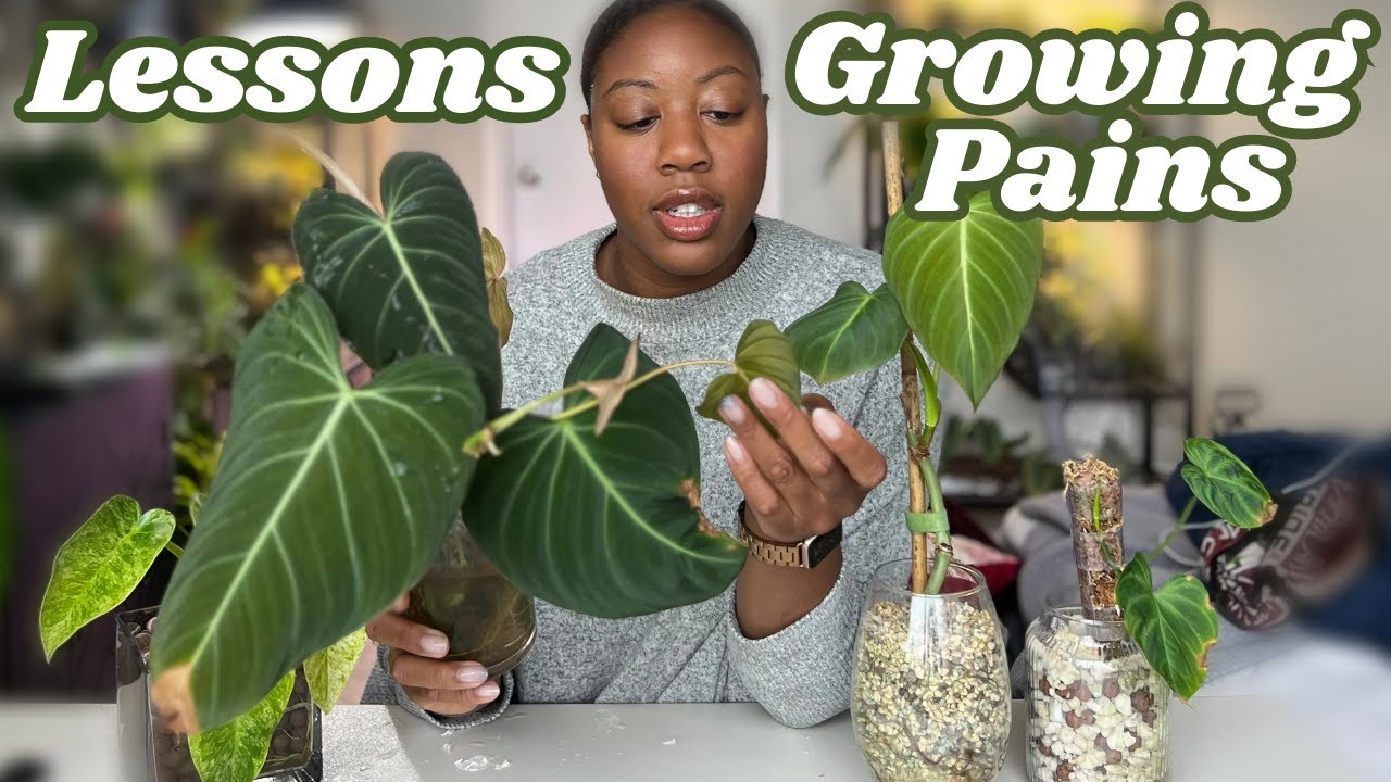 Why I'll NEVER Import Plants From Indonesia Again...1 Yr Greenspaces.id Update