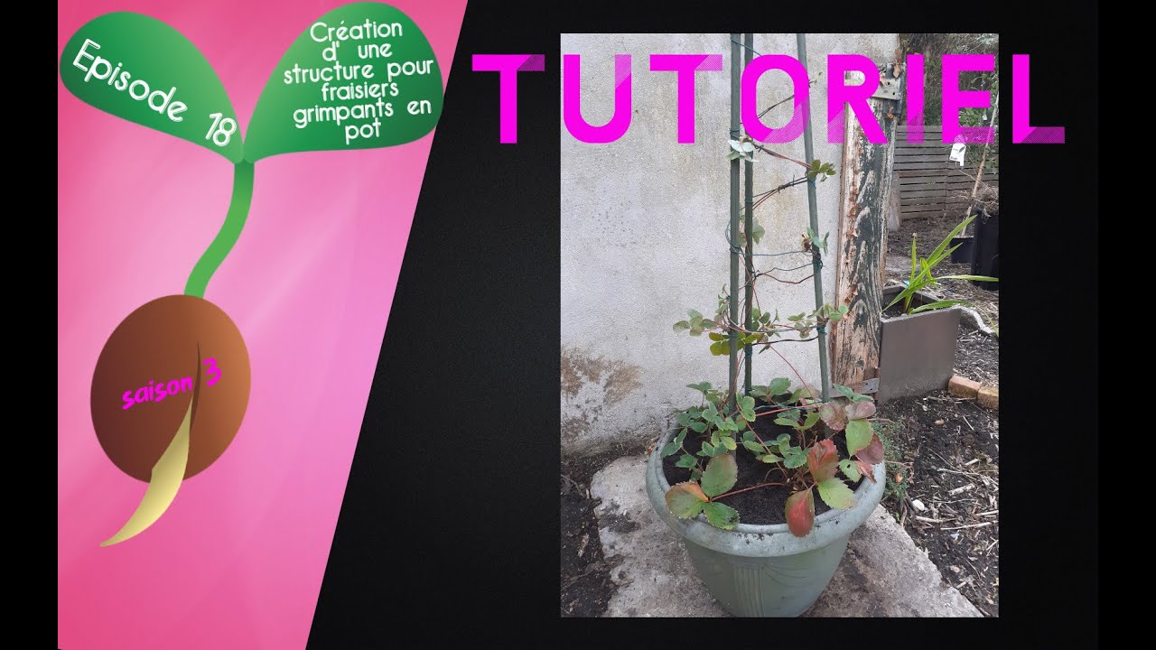 🍓S3 - Episode 18 : TUTORIEL : Création d'une structure pour fraisiers grimpants en pot🍓
