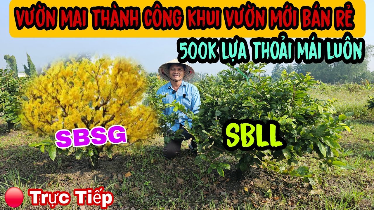 Vườn Mai 
