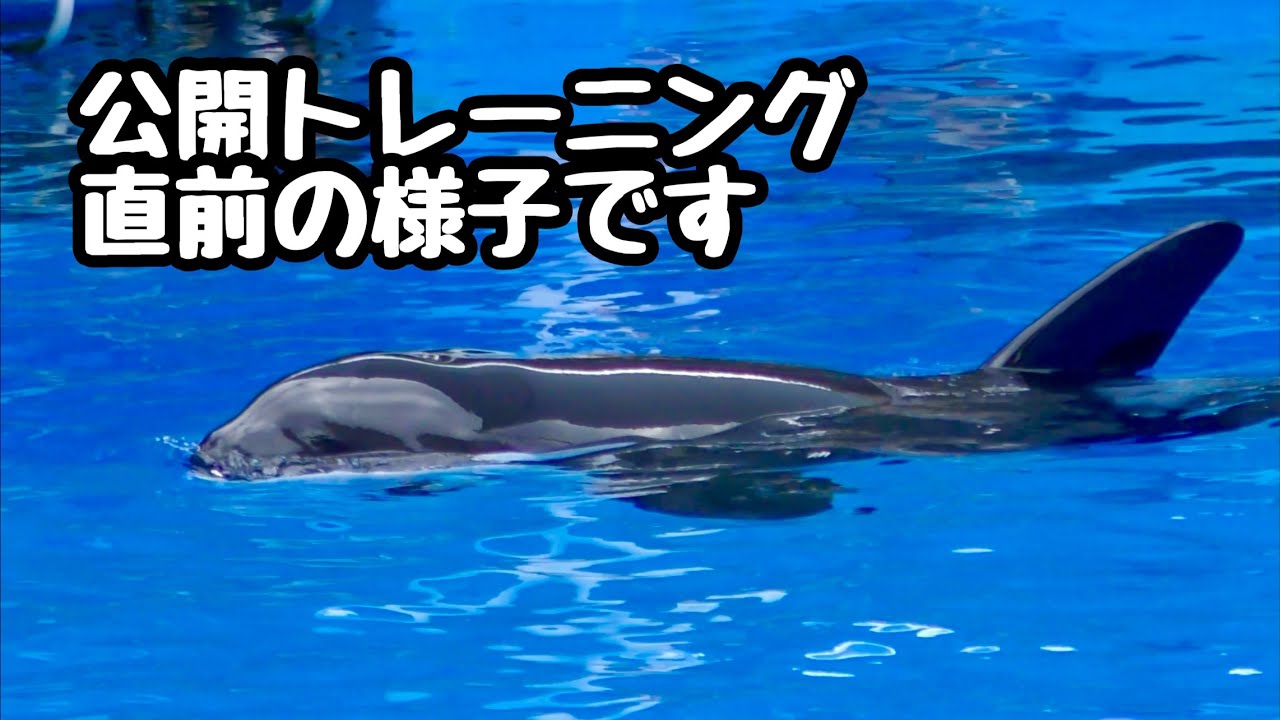シャチのリンちゃん　公開トレーニング直前の様子です【名古屋港水族館】Orca Lynn-chan Nagoya Aquarium 