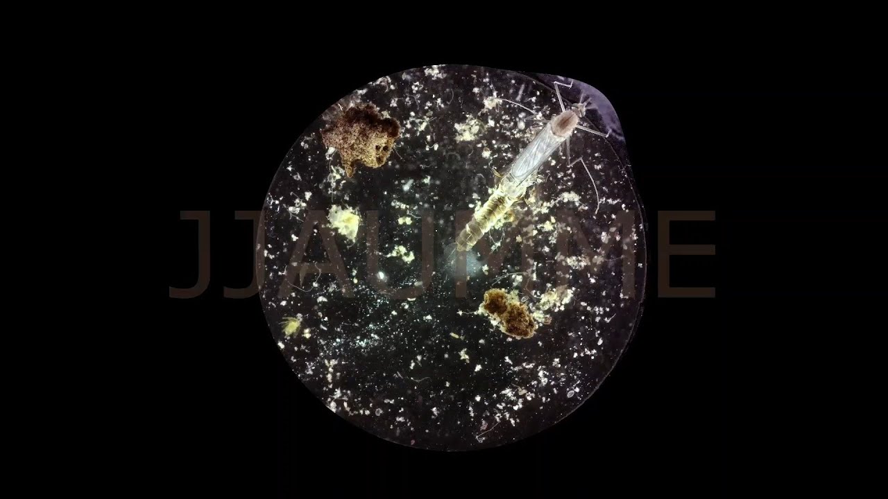 Metamorfosis larva de mosquito.