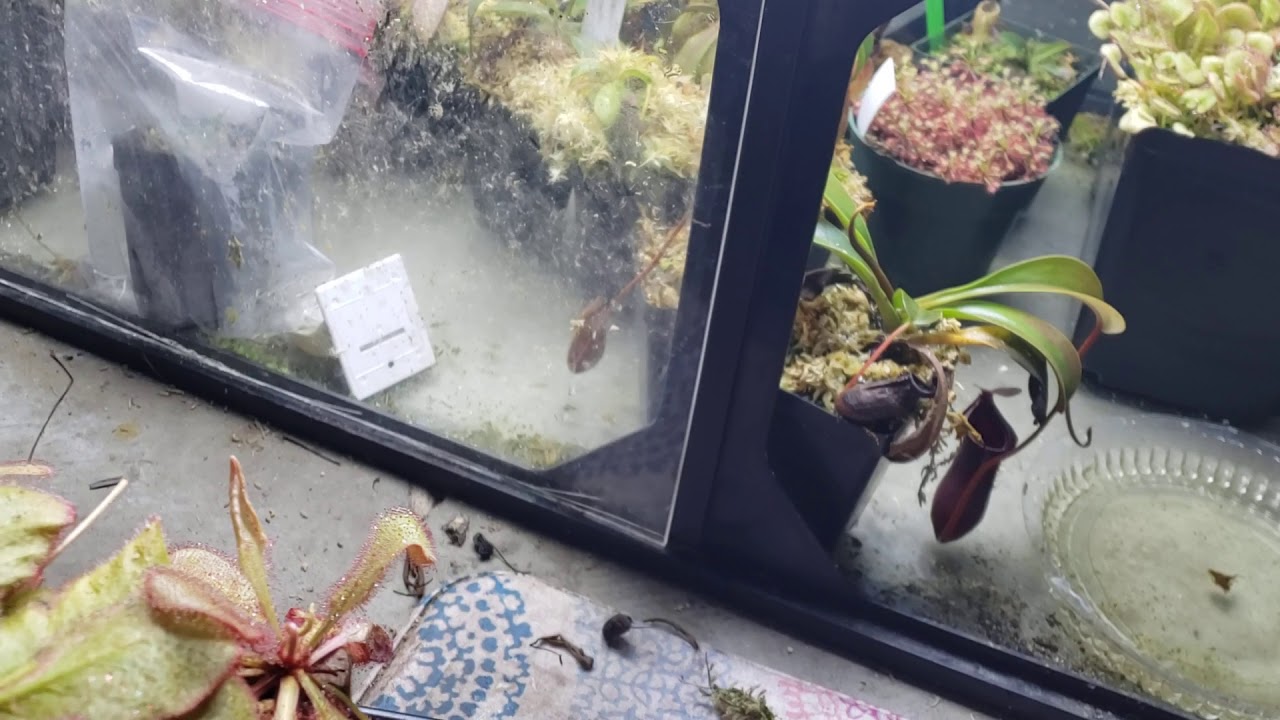 Drosera prolifera update