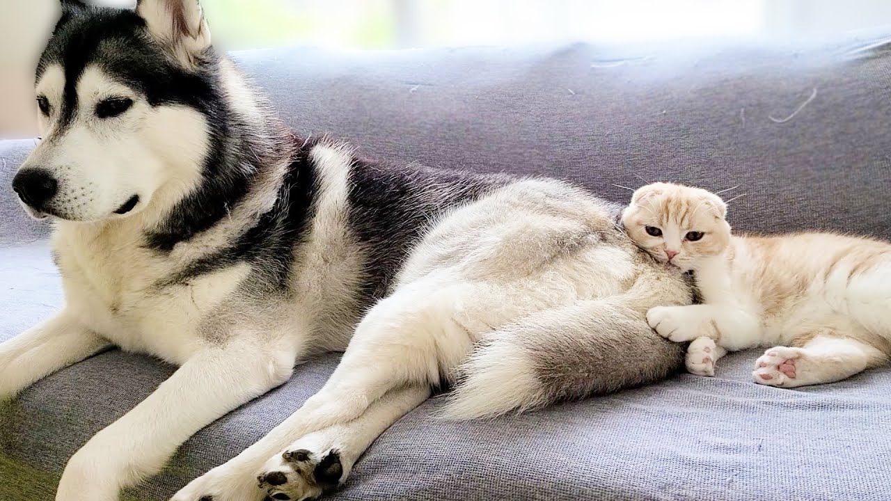 犬が放屁したら猫が臭すぎて倒れちゃいました...