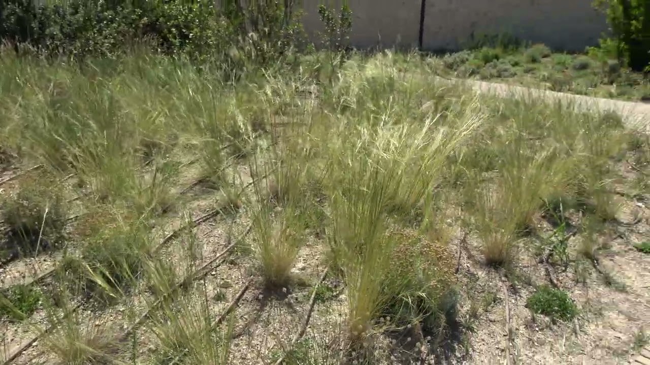 LUMA Arles - Parc des Ateliers (ASMR landscape)
