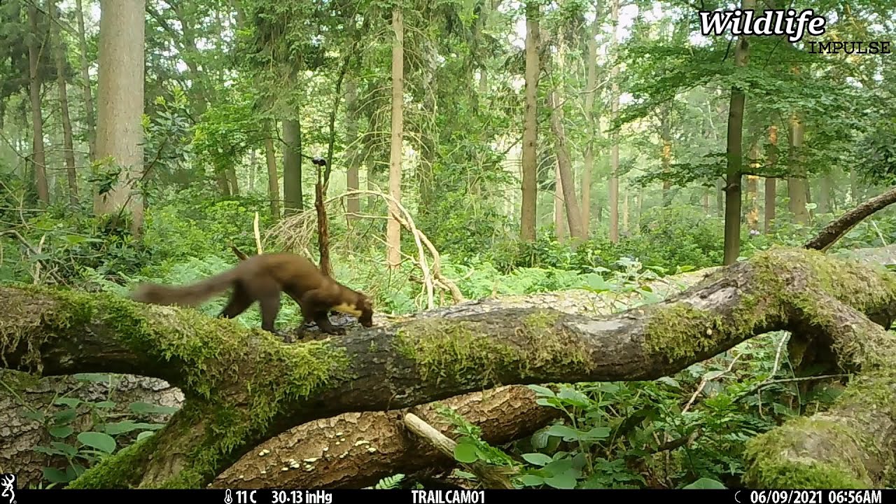 Boommarter (martes martes) - Pine marten (Browning trail cam) - Flanders, Belgium 2021#shorts