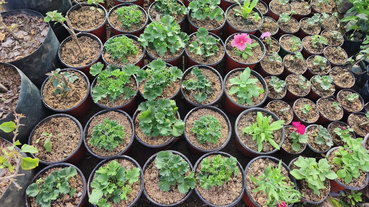 जिरेनियम र पेरलगोनियम फूलको बिरुवा लगाउँदै।