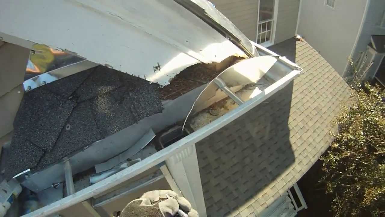 Squirrel Removal Using Exclusion Method - Charlotte, NC & Winston-Salem, NC