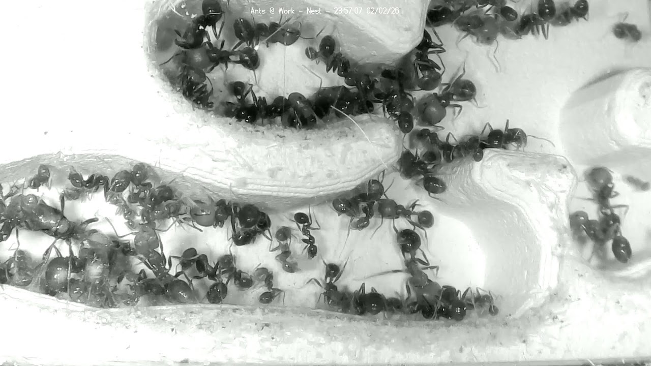 🐜 Nest, Day 1928 #2, Messor Barbarus Ant Farm Video Diary