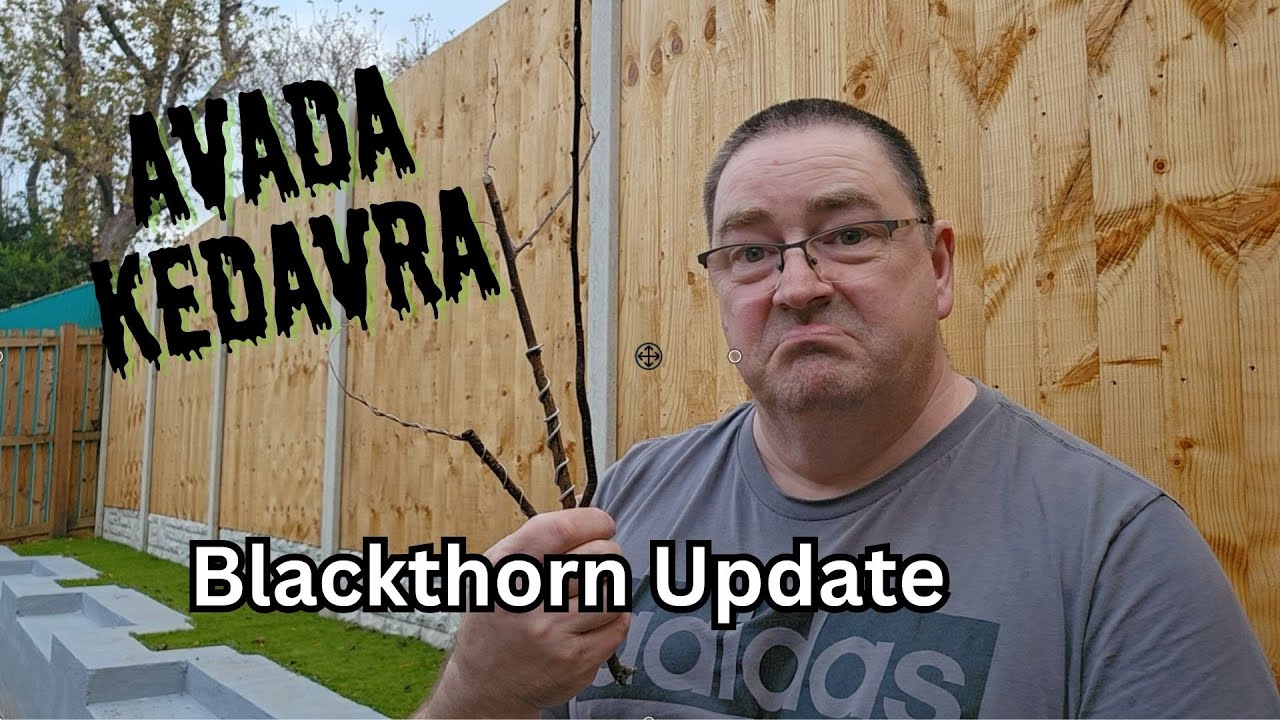 Blackthorn Update | Bonsai | Failures | Mistakes