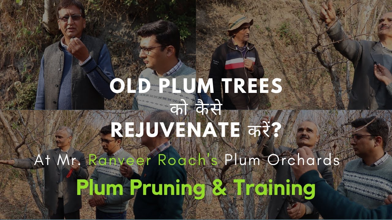 Part- 2 | Plum Training & Pruning Session | Rejuvenation of Old Plum Trees | Ranveer Roach Orchards
