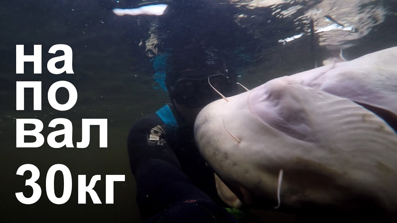 ВЫСТРЕЛ НАПОВАЛ.Подводная охота на трофейного сома на реке Днепр.underwater hunting