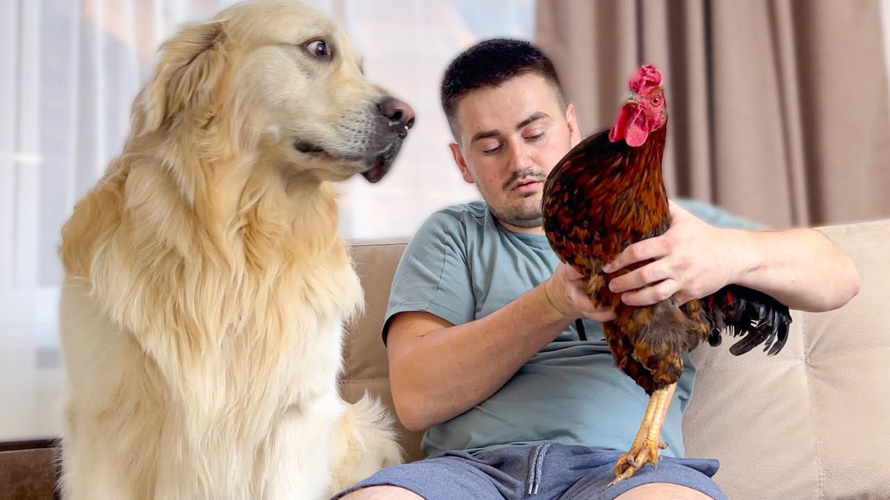 Golden Retriever Meets Rooster for the First Time!