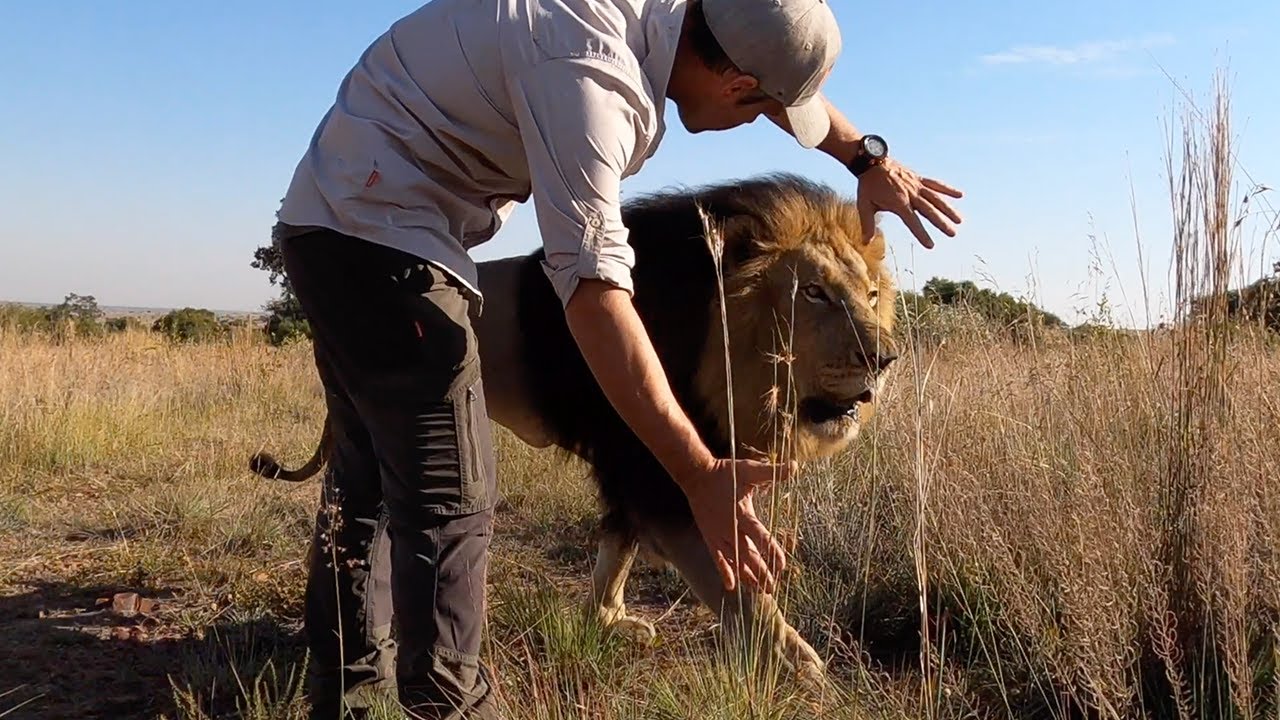 Roaring Times With Lions Gabby & Bobcat | The Lion Whisperer