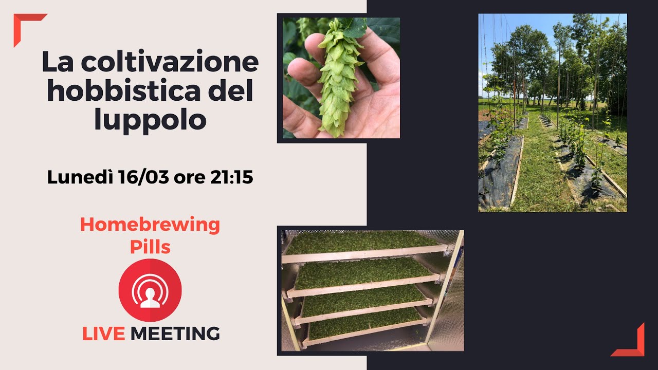 La coltivazione hobbistica del luppolo