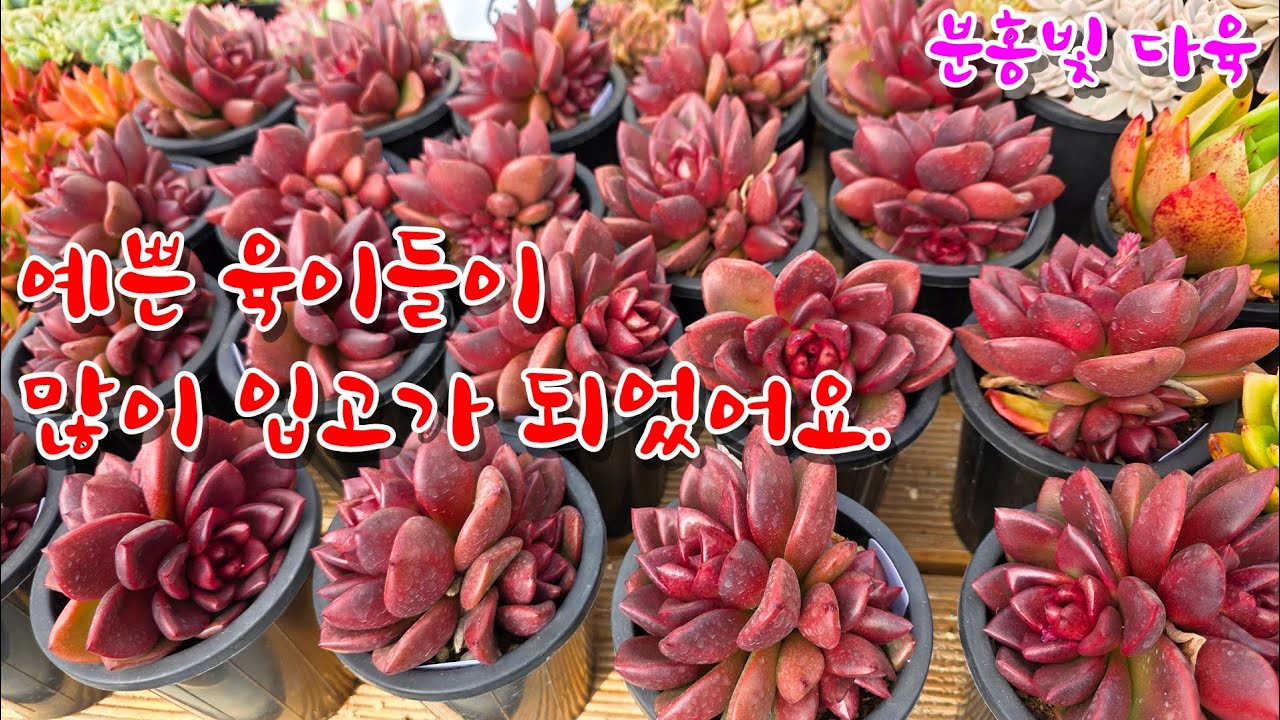 [26/1/28] 예쁜 육이들이 많이 입고가 되었어요.