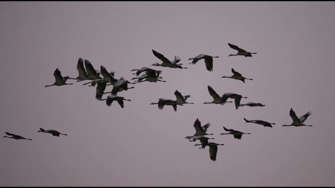 Les grues cendrées en Brenne