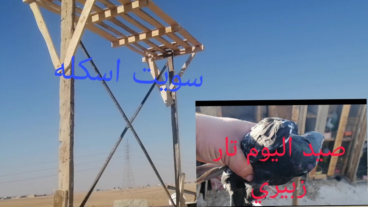 تخريج فرخات حمر + سوت اسكله وفصل زواجل سباق 