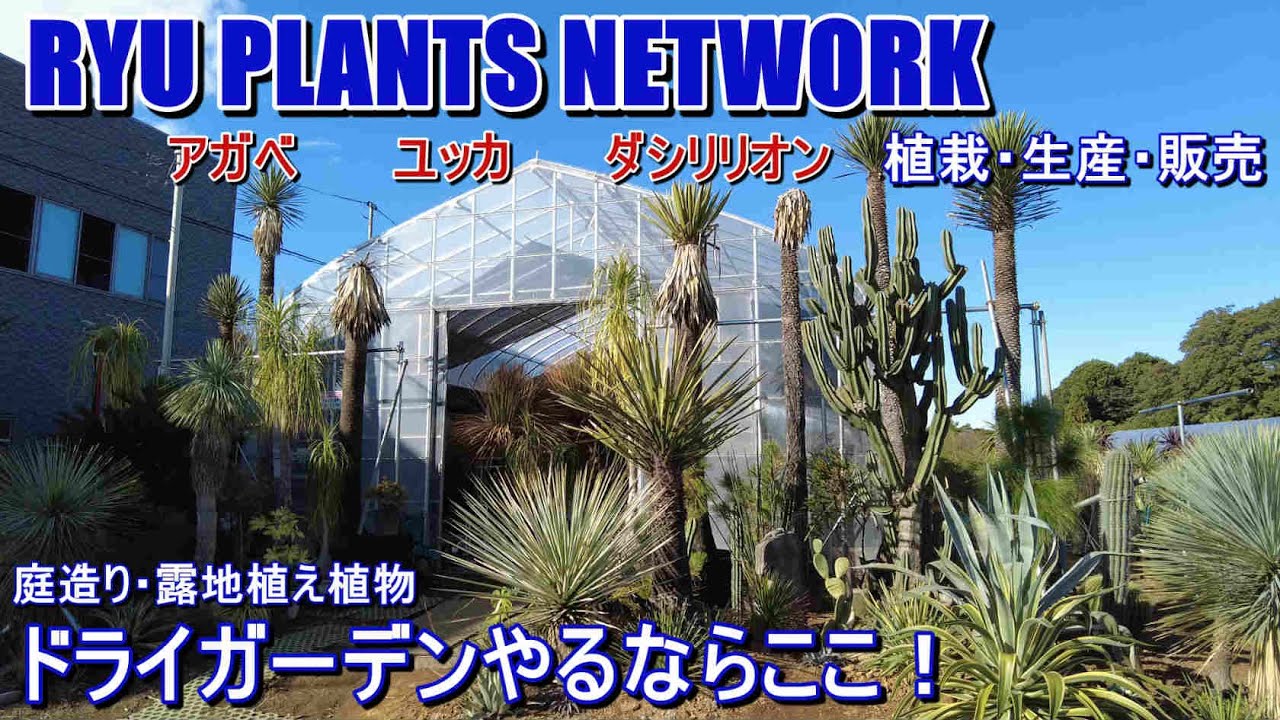 【温室訪問】アガベやユッカなど、ドライガーデンやりたい方必見！ RYU PLANTS NETWORKさんの温室に潜入取材。植栽・生産・小売りまで、プロの温室は凄すぎた！【生産・販売】【園芸店】