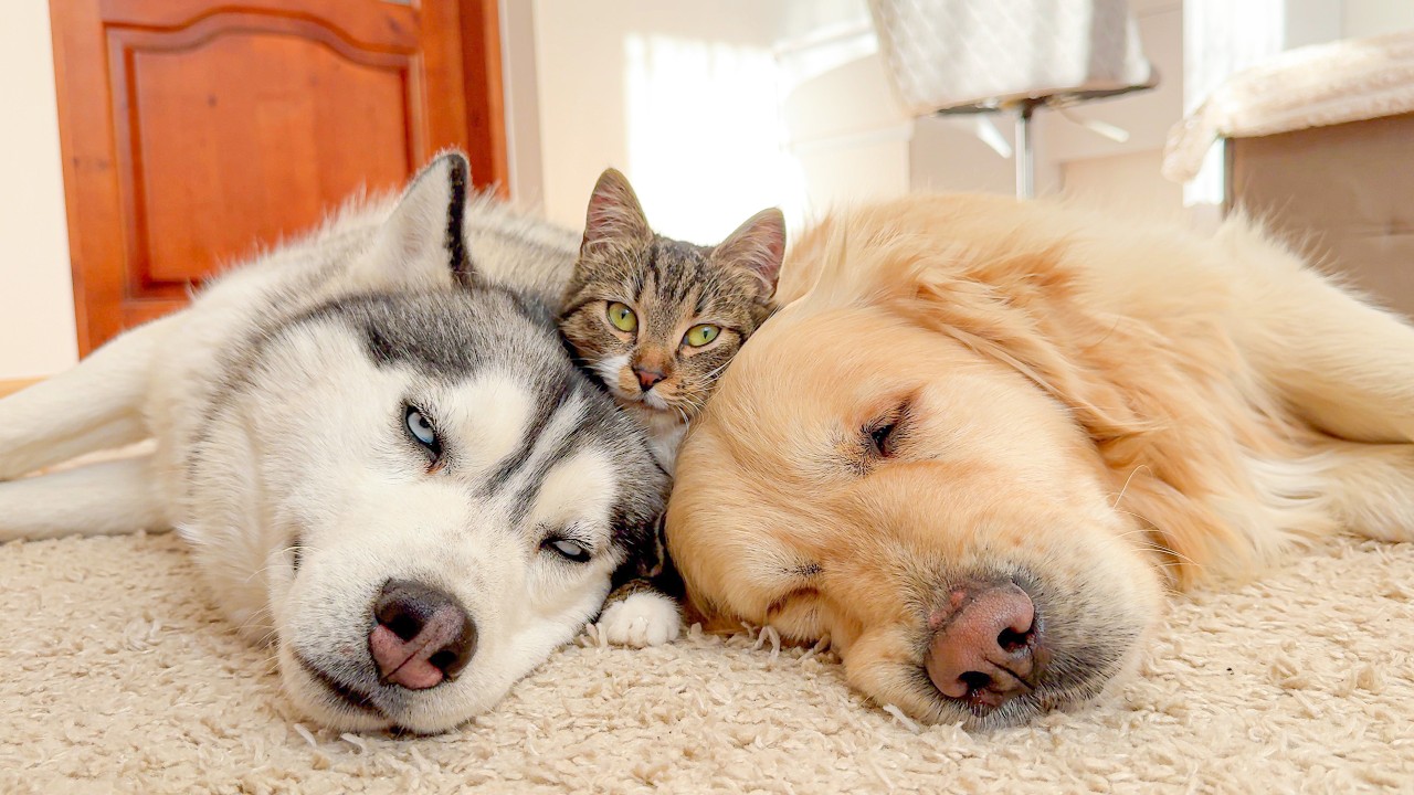 This Husky, Golden Retriever & Kitten Trio Will Melt Your Heart | Cutest Friendship