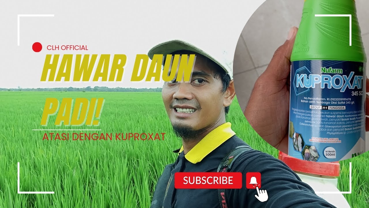 Cara Mencampur Kuproxat untuk Mengendalikan Hawar Daun Padi | Praktik di Sawah