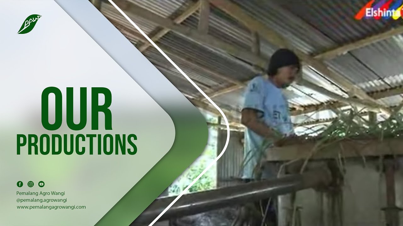 Cultivation and Production Citronella Oil of Indonesia Part 1