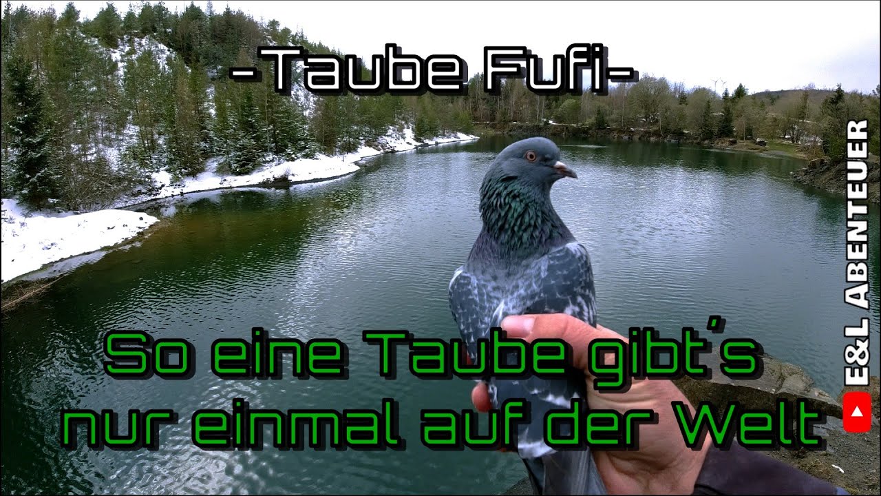 Das ist der Wahnsinn, was man mit dieser zahmen Taube alles machen kann! 😍