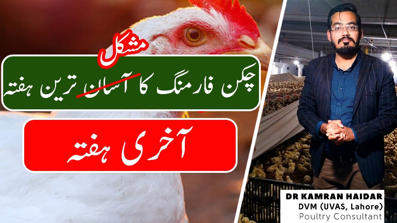 The 5th & Most Difficult Week in Chicken Farming | Things to Consider for Growth & Profit