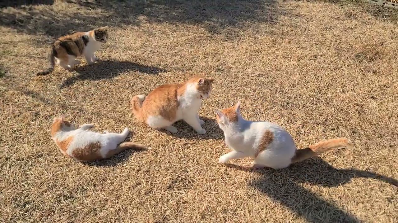 [일상]귀요미 냥이들의 노는 모습~!!cat loafing