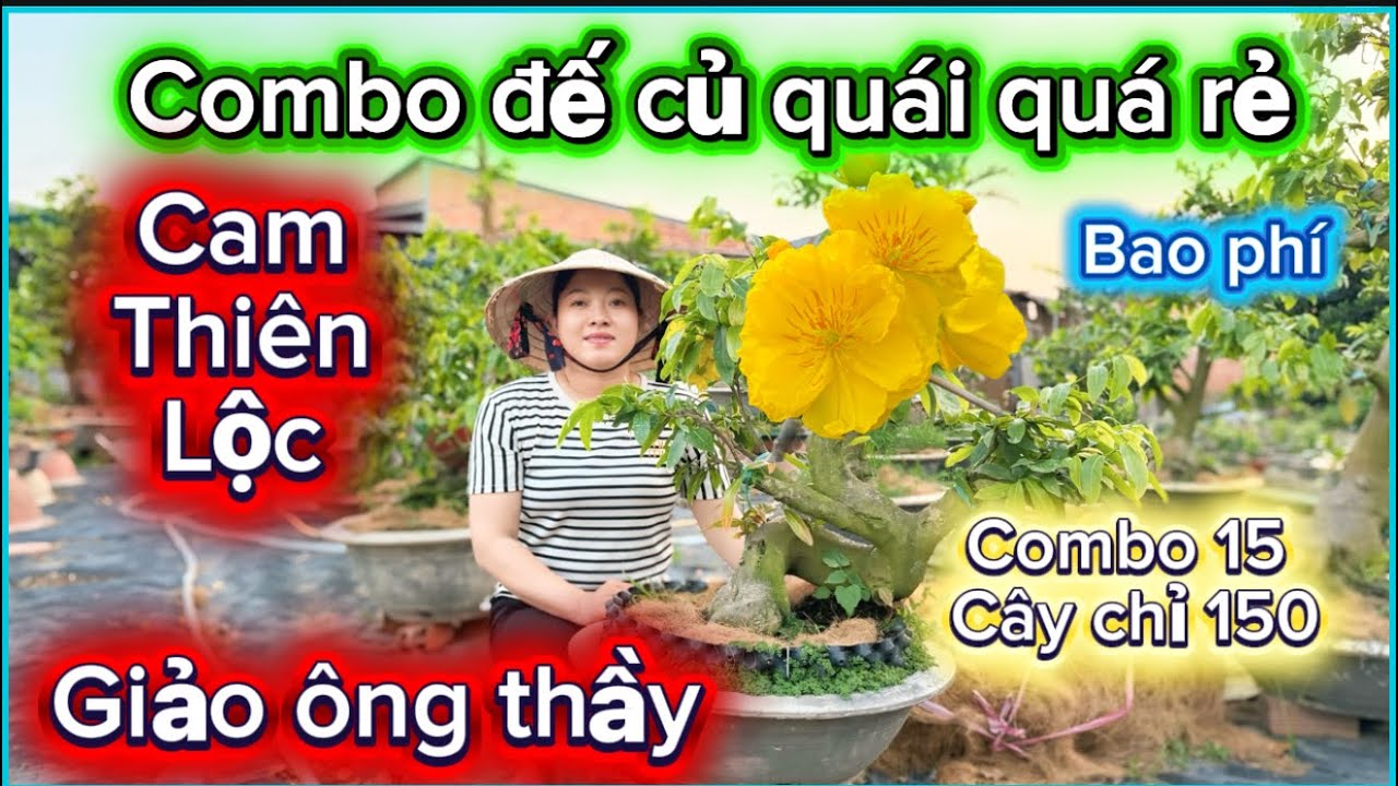 19-3-2026☎️0385864865📲mai giống giá rẻ lên combo nhiều loại giống báo mã số 